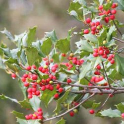 Evergreen with red berries crossword