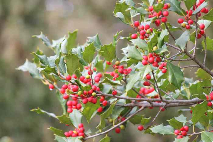 Evergreen with red berries crossword