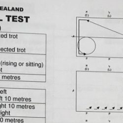 Dressage test training level test 1