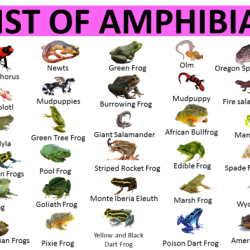 Building vocabulary amphibians and reptiles