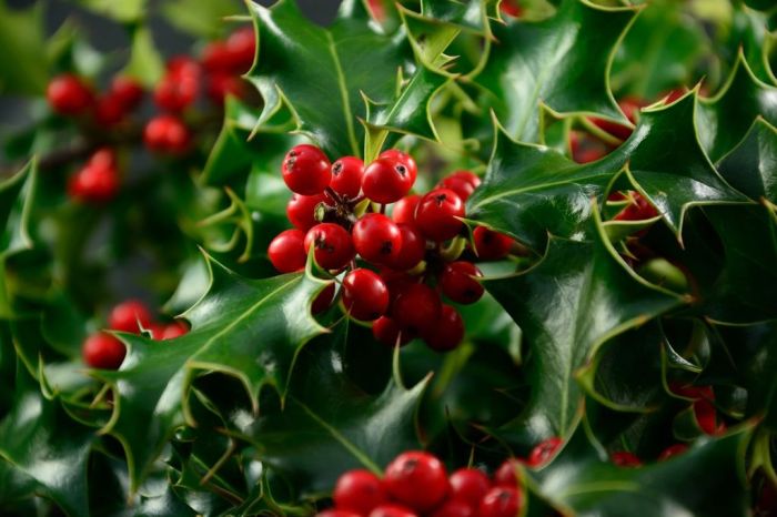 Holly shrubs varieties shrub hollies ornamental acebos cuidados gardeningknowhow hiver rayonnant durant garder plantes associated