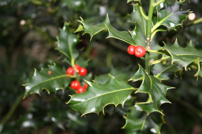 Evergreen with red berries crossword