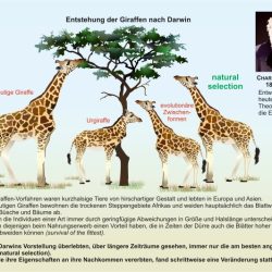 Darwin's natural selection worksheet answers key giraffe