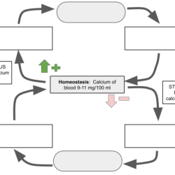 Sugar blood levels control pdf worksheet excel db next