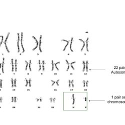 Chapter 6 meiosis and mendel vocabulary practice